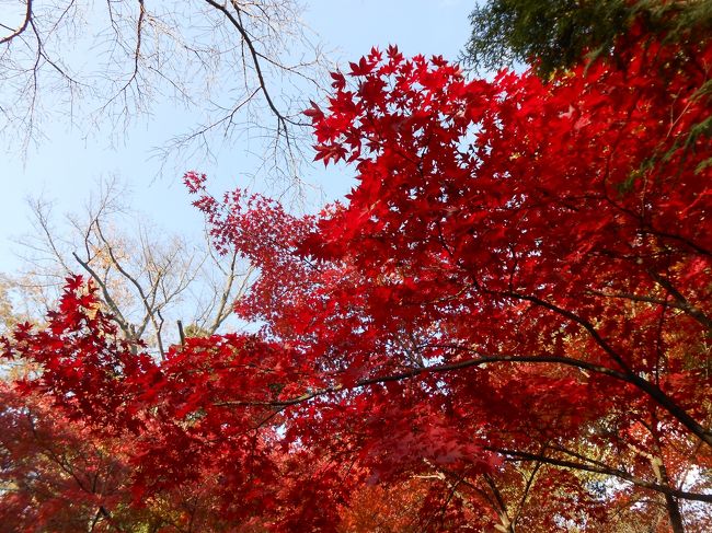 京都府長岡京市にある光明寺の紅葉を見に行きました。何年か前に、ＪＲ東海の広告に使用されたことで話題になりました。<br /><br />京都の中心部から少し離れた所ですので、ゆっくりほっこりできます。<br /><br />写真で見るより、実際に見る方が格段にきれいです。自分の目で見た方がきれいだとわかっていながらも、思わず撮ってしまった写真をまとめました。