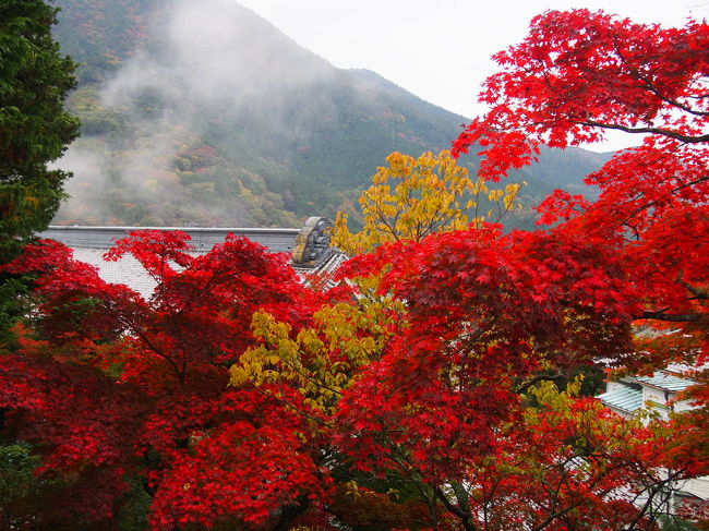 雨が降ったりやんだりでしたが<br />雨の紅葉もまたきれいでした。<br />仙石原から富士屋ホテルの庭を散歩してきました。