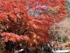 思い立ったら旅へ　大子／袋田の滝ともみじ寺を巡る旅