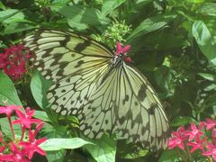 2014 Ishigaki Island 1 night 2 days　- Day1 -