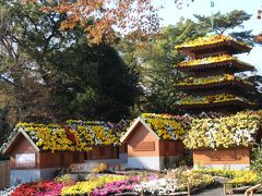 三島と浜松のレッサーパンダ詣は紅葉・菊まつりと盛りだくさん！（３）楽寿園の法観寺五重塔「八坂の塔」の盆景のある菊まつりと美しい星降るようなグラデーションの紅葉