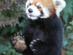 三島と浜松のレッサーパンダ詣は紅葉・菊まつりと盛りだくさん！（４）浜松市動物園：レッサーパンダの可愛いキタロウくん・チャちゃんの老ペアと風太くんの息子のチイタくん・むちむちテルちゃん＆日本ではここでしか見られないゴールデンライオンタマリンにも会えた@