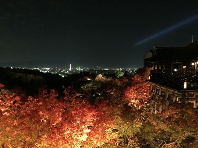 今年の紅葉は、例年に比べて<br />ちょっと早い？<br />その上、見事！！<br />と、久しぶりの真っ赤なもみじを<br />観てちょっとテンション上がり気味。<br />3連休、京都の紅葉三昧でした。<br /><br />第二弾は、夜の京都編。<br />東山五条辺りの紅葉です。<br /><br />高台寺 → 圓徳院 → 掌美術館<br />→ 清水寺（成就院）<br /><br />