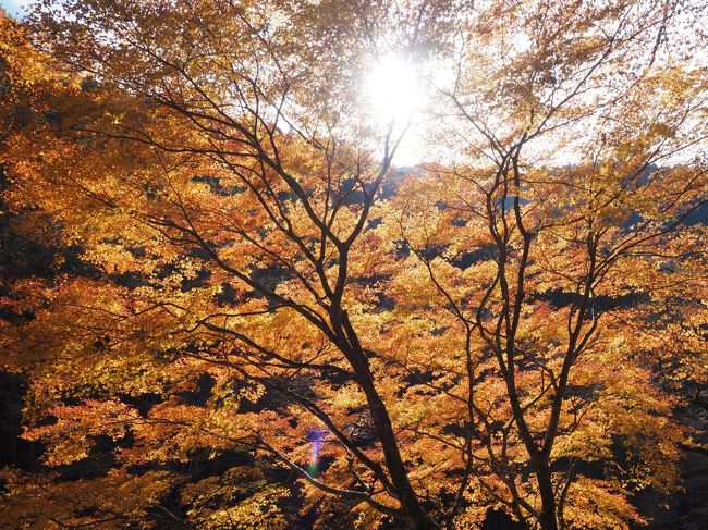 秋晴れなのでバイクで剣山スーパー林道の紅葉を見に行きました。