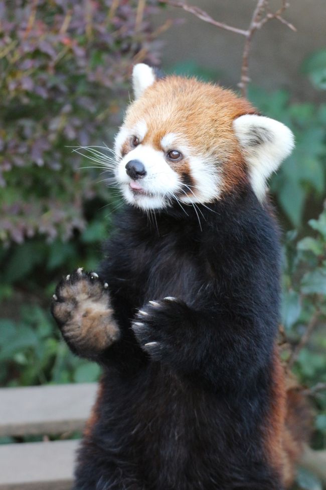 ああ、浜松市動物園！<br />強引でもはしごして良かったです。<br /><br />いやはや、当日、行こうと思った直前まで、行くことを全く想定していませんでした。<br />でも、三島の楽寿園での撮影散策はレッサーパンダ・アルパカ・菊・紅葉ひっくるめて半日で十分と思ったとき、浜松に行くことを急に思い付きました。<br />楽寿園を出る前に路線検索をし、特に問題が起きなければこれから向かって閉園まで１時間半はいられると分かったので、思い切って行ってしまいました。<br />スマフォさまさまです！<br />12時35分に楽寿園を出て、新幹線こだまで向かって、浜松市動物園に到着するまで２時間半かかったけれど。<br />動物園は半分しか回れなかったけれど。<br />１時間半みっちりレッサーパンダにかかりきりで良いと思ったわりには、レッサーパンダをめざす途中でアムールトラのテンちゃん（男の子）やライオン、クロヒョウ、マーラ、そして日本では浜松市動物園でしか見られないというゴールデンライオンタマリンにも会えました。<br /><br />浜松市動物園は、それまでいつか行こうと特に予定していた動物園ではありませんでしたが、フォートラベルのレッサーパンダ・ファン・コミュのおかげで、公式サイトのレッサーパンダの情報はチェックしていました。<br />浜松市動物園では、今年2014年も若ペアに赤ちゃん誕生の報はありませんでしたが、楽寿園がココロちゃんとルナちゃんの２頭だけだったのに対して、若ペア・老ペア４頭います！<br />とっても仲良しな可愛い老ペアのキンタロウ爺ちゃんとチャ婆ちゃんは屋内に。<br />屋外には、風太くんの息子で風太くんとチイチイちゃんの可愛いところをそっくり受け継いだ（風太っ子はみんなそうですけどネ！）チイタくん、それからチイタくんよりも一回り以上大きく、浜松お嫁入りの際にはダイエットもしたという、むちむちなテルちゃん。<br /><br />チイタくんは、地上を徘徊中、一時たりとも立ち止まってくれなかったので、写真を撮るのは困難でした。<br />でも、幸運なことに、夕方、飼育員さんがおやつのりんごをあげたので、おそらく千葉市動物公園時代に鍛えられたチイタくんの、風太くん・チイチイさんに負けないきれいな立ち姿を見ることができました。<br />テルちゃんは、はじめ姉さん女房かと思っていたら、テルちゃんの方がチイタくんより２才若いんでした！<br />むちむちな体で東屋を占拠していましたが、途中ではしご通路にも渡り、頭だけ後ろに倒す奇行（！？）を何度も見せてくれて、面白可愛かったです@<br /><br />アムールトラのテンちゃんは、雄々しい姿に似つかぬ、べろ出しのユニークな姿を見せてくれました。<br />これは、臭いに反応している生理現象のフレーメン現象だと、あとで公式ブログの飼育員さんの日記を読んで知りました。<br />ゴールデンライオンタマリンは、５〜６頭はいたようです。<br />写真が撮れたのは確かボビーとエリオだけでしたが、うーん、顔がそっくりで、撮った後でも見分けがつきません（苦笑）。<br /><br />さすがに１時間半しかなかったので動物園は半分しか回れませんでした。<br />それに、動物園が薦める順路通りに回るとレッサーパンダを見に行くのが最後の方になるので逆走したので、逆に順路の最初の方にいるホッキョクグマのキロルくんはあきらめざるを得ませんでした。<br /><br />でも、浜松市動物園、いいところでした。<br />浜名湖と隣のフラワーパークが見えるの丘の上。整地された芝生と木立がバランスよくある静かな環境の中。<br />交通アクセスは悪くないし、隣のフラワーパークも魅力的だし、ホッキョクグマのキロルくんには会いたいし、あとで公式ブログやjilllucaさんの旅行記を改めて見てみたら、魅力的で個性的な動物たちが他にもたくさんいたことを知り、またぜひ足を運びたい動物園だと思いました。<br /><br />＜11月の３日連休に予定外のはしごが出来た三島と浜松の一日の旅行記のシリーズ構成＞<br />□（１）アクセス・グルメ・おみやげ編：三島の楽寿園だけのつもりが思い立ったが吉日で浜松もはしご@<br />□（２）楽寿園のレッサーパンダは茶臼山出身のレディたち＆楽しいアルパカ親子〜発情期の両親のそばできょとんとしていた赤ちゃん<br />□（３）楽寿園の法観寺五重塔「八坂の塔」の盆景のある菊まつりと美しい星降るようなグラデーションの紅葉<br />■（４）浜松市動物園：レッサーパンダの可愛いキタロウくん・チャちゃんの老ペアと風太くんの息子のチイタくん・むちむちテルちゃん＆日本ではここでしか見られないゴールデンライオンタマリンにも会えた@<br /><br />浜松市動物園公式サイト<br />http://www.hamazoo.net/index.php<br /><br />＜タイムメモ＞<br />05:50　家を出る<br />07:34　品川駅発こだま635号に乗車<br />08:18　三島駅到着<br />09:00　楽寿園に入園（無料日）<br />09:00〜09:35　菊まつりと小浜の森の紅葉<br />09:35〜09:45　アルパカ親子<br />09:45〜10:10　レッサーパンダ<br />10:10〜10:35　休憩<br />10:35〜10:55　アルパカ親子<br />10:55〜12:30　紅葉散策<br />12:35　楽寿園を出る<br />12:58　三島駅発こだま653号に乗車<br />13:59　浜松駅到着<br />14:14　浜松駅北口バスターミナル１番乗り場から舘山寺行きバスに乗車<br />15:00　停留所「動物園」で下車<br />15:05　浜松市動物園に入園<br />15:25〜15:33　アムールトラ・ライオン・クロヒョウ・マーラ<br />15:35〜16:05　レッサーパンダ<br />16:10〜16:15　ゴールデンライオンタマリン<br />16:15〜16:20　レッサーパンダ（リンゴタイムあり）<br />16:20〜16:30　オオカミ・ライオン・アムールトラ<br />16:40頃　浜松市動物園を出る<br />（動物園の閉園時間は16:30）<br />16:54　停留所「動物園」発のバスに乗車（ほぼ定刻）<br />17:45　浜松駅前到着<br />17:50〜18:20　浜松駅西口前うなぎ専門店「八百徳」駅南店で夕食<br />18:25〜18:35　駅前の浜松おみやげ処で買い物<br />19:11　浜松駅発ひかり478号に乗車<br />20:33　品川駅着<br />