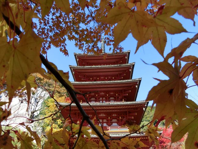 「台湾に行きたい！」<br />理由は、東京国立博物館で開催されていた特別展｢台北 國立故宮博物院－神品至宝－｣ 。<br />最初は1月の3連休を狙っていましたが、お高いので断念・・・だったら、年末年始の休暇を一部利用して行っちゃおう！<br />そうすると、今年の年末からのお休みは長く帰省できません。<br />家族と親戚に会う時間はあっても、友人に会う時間は無さそうです。<br /><br />だったら、もう1回帰ればいいじゃない？<br />11月後半の3連休なら休出はなさそうだし、運がよければ紅葉も見られるし。<br />というわけで、急遽関西へ。<br /><br />----------------------------------------<br />旅行記1<br />　22日<br />　　長谷寺<br />旅行記2<br />　22日<br />　　室生寺<br />旅行記3<br />　23日<br />　　依水園<br />旅行記4<br />　23日<br />　　焼き肉<br />　24日<br />　　大阪城→オフ会（栗酢豚withガブちゃん）<br />----------------------------------------<br /><br />初日は、紅葉の見ごろが始まった奈良の中部へ。<br />期間限定で休日は長谷寺と室生寺の間の直行バスが走るというので、両方を見るために利用しました。<br /><br />