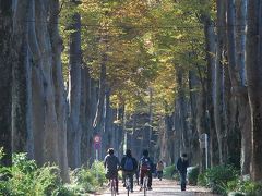 ちょっぴり散歩「武蔵野の欅並木」（東京）