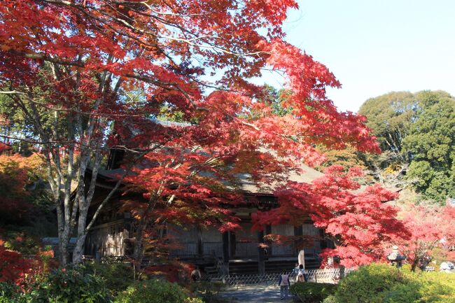 天台宗の大本山、比叡山延暦寺の影響を強く受けていた近江の国には、今もなお多くの天台宗の古刹が残っていますが、滋賀県湖南市にある、いずれも奈良時代に建立された天台宗の三古刹、常楽寺、長寿寺、善水寺は、近年、琵琶湖東岸にある天台宗の三寺院を湖東三山と呼ぶのになぞらえ、これら三寺院を総称して「湖南三山」と呼ばれています。<br /><br />それぞれに趣の異なるこれら三古刹の境内は、秋になると見事な紅葉に彩られるとのことなので、今回、「湖南三山」の美しい紅葉を求めて訪れました。<br /><br />先ず訪れた常楽寺は、和銅年間、阿星山の南東に造営された紫香楽宮（しがらきのみや）の鬼門封じのため、山岳信仰の霊山、阿星山の北麓に長寿寺とともに建立されたもので、以降、平安時代にかけて阿星山の山麓に形成された天台仏教圏、「阿星山五千坊」の中心的寺院として大いに栄えたと云われています。<br /><br />起伏に富んだ境内には、南北朝時代に再建された風情ある桧皮葺（ひわだぶき）の入母屋造りの本堂と、本堂横の階段を上った高台に悠然とそびえる、室町時代建築の高さ２３ｍの三重塔が配置され、これら伽藍を回遊するように、近江西国三十三所観音の石仏が祀られた遊歩道が巡っており、見る場所ごとに趣を変える、伽藍と紅葉が織りなす素晴らしい景観を見ることが出来ます。