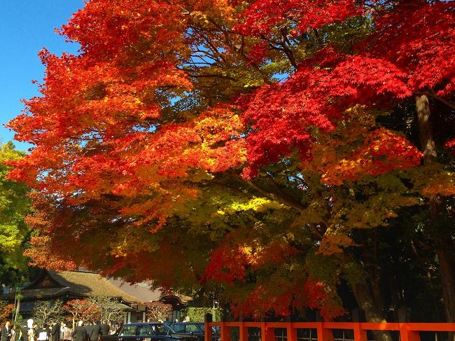 久しぶりに大好きな京都へ行ってきました。<br />目的は錦市場の食べ歩きでしたが、紅葉も楽しむことができて大満足の旅となりました〜
