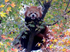 晩秋のレッサーパンダ紀行【７】 平川動物公園　やったね、風美ちゃん＆スバル君！！ 可愛すぎるママ似とパパ似のおチビちゃんが放飼場デビューです！！