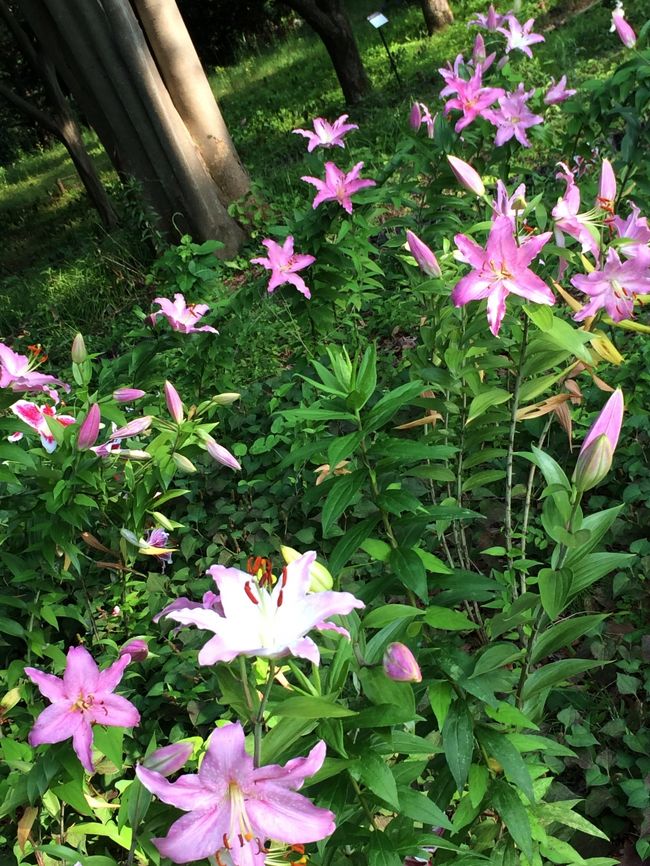 暮れになった今頃、真夏の歳時記掲載です。<br />今年は何かと忙しうてビュンビュン時が通り過ぎ、花の見頃をのがしてばかり。<br />これも僅かな時間に大急ぎでコンデジで。<br /><br />昭和記念公園の公式サイト<br />http://www.showakinen-koen.jp/<br /><br />昭和記念公園ハーブガーデン・ボランティアのＴさんの<br />と～っても素敵なブログはこちらです。<br />花！花！大好き！！<br />http://blog.goo.ne.jp/07_ff65/c/bc0a62d301f26f02806e8142b93df194 <br /><br /><br /><br /><br />昭和記念公園ファン倶楽部 コミュニティ<br />http://4travel.jp/community/main/10000716/<br /><br />★昭和記念公園だけのサイトマップ(1/2)<br />http://4travel.jp/traveler/tougarashibaba/album/10533629/<br /><br />★昭和記念公園だけのサイトマップ(2/2)<br />http://4travel.jp/traveler/tougarashibaba/album/10696747/<br /><br />★～ミツバチばあやの冒険～　日本編のサイトマップ<br />http://4travel.jp/traveler/tougarashibaba/album/10453406<br /><br />