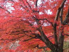 京都　西山の錦秋めでつつ筍料理も 