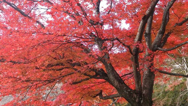 　今秋初めての紅葉狩りに、京都西山「善峯寺」、「十輪寺」そして「長岡天神」と錦水亭に筍料理を味わってきました。あまり良いことでは無い諸事多忙が続きますので、この連鎖のリセットを口実に遊んできました。何なりと口実は創れるものですね<br />　善峯寺は三十五年ぶりでしょうか、途中の道は余り変化が無いのですが、寺の中は張り出し駐車場が作られていて、見違えました。寺の案内では、この期間土日は大変混雑するが、平日はそうでは無いと書かれていました。しかし、大変な人と車でしたから、逆に土日の混雑ぶりがうかがえます。山号が「西山」でこの付近が西山と呼ばれたのか、京都の西の山地だから西山になったのか、鶏と玉子論争のような馬鹿馬鹿しいことを、連想しつつ山内の紅葉を楽しみます。<br />　善峯寺から下る途中に「十輪寺」があります。創建八百五十年と言いますから、善峯寺（１０２９年）より古い。文徳天皇勅願とあります。在原業平が晩年隠棲したと言うことで、通称なりひら寺とも云われ墓もあります。以前湖北でも在原業平の墓を訪ねているので、二回目です。桜もあり、なりひら桜と呼ばれている。<br />　西山を下りきると、長岡天神です。八条ヶ池を取りまくようにある天神さんは、桜も有名ですが紅葉もまた美しい。池を二分する中堤は参道として使われており、中堤真ん中の石の太鼓橋は加賀藩主の寄進と言われています。以前は、堤の真ん中を渡れて、キリシマツツジのトンネルをくぐり抜けるようになっていましたが、今はツツジ保存のため側道を渡ります。本日は非常にお天気が良かったので、神社内では酒盛りをするおじさん達もいた。<br />　昼食は長岡天神付属施設の様に立地する、錦水亭で竹御膳という弁当セット。付近の竹林で育つ筍料理の店として特に有名で、シーズン中は予約が取れない。オフ時期は筍の天ぷらを中心とした簡素な料理を出されていたが、今では入り客も多いようで、少し豪華になったような気がします。また、春に予約したくなりました。