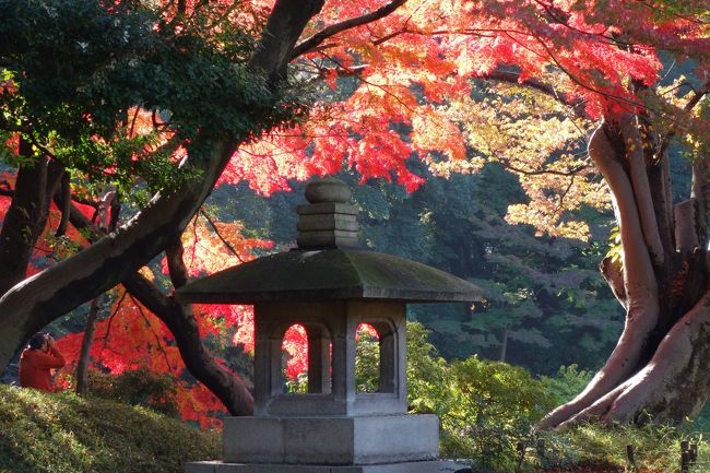 秋と言えば紅葉！ですが出不精でなかなか遠出できません。<br />「東京　紅葉」で検索して一番に出てきた小石川後楽園にさくっと行ってきました。<br /><br />JRや地下鉄飯田橋駅から徒歩7分くらい。<br />ホントにこんな大都会の真ん中に紅葉の名所があるのか？という界隈ですが、見頃を迎えた見事な紅葉がありました。<br /><br />江戸時代初期1629年に水戸徳川家の祖である頼房が屋敷として作り、二代藩主の水戸光圀の代に完成した庭園です。<br />池を中心とした回遊式築山泉水庭園だそうです。<br /><br />後楽園の名は中国の「岳陽楼記」の「天下の憂いに先立って憂い、天下の楽しみに後れて楽しむ」から名付けたそうです。はあ。