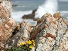 小さな旅●伊良湖岬の海岸植物 アゼトウナの花