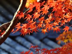 2014年11月　三連休は帰省・・・＋ちょっとだけ古都の紅葉巡り♪