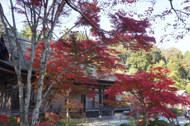 毎年11月の20日前後の土日（3連休）は紅葉を見に関西方面へ出かけているのですが、今年は母、妹・甥っ子を連れて滋賀・福井へ行って来ました。初日は湖南三山の紅葉を見ました。<br />（湖南市）常楽寺→長寿寺→（栗東市）新善光寺→（守山市）たねや守山玻璃絵館→（長浜市）長浜ロイヤルホテル