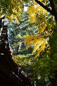 ちょっとだけ三溪園の紅葉を　