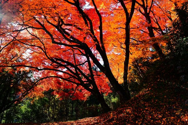  紅葉の名所、豊後大野市朝地町の用作公園です。