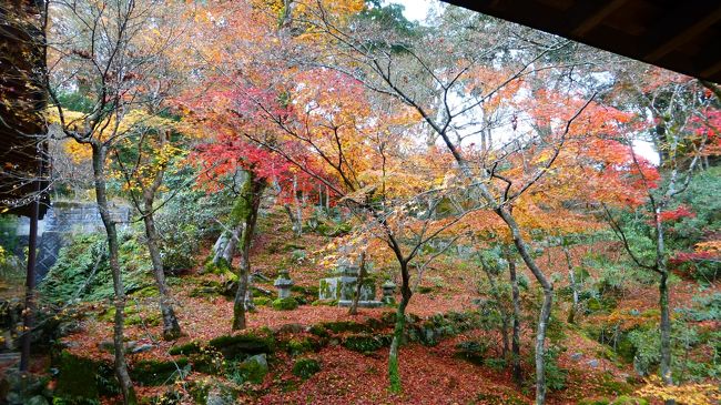 福岡の紅葉を見ようと 大宰府の 光明禅寺 に行って来たけど 紅葉の見頃がほぼ終わっていたのが残念なプチ日帰り旅 2014年11月 大宰府 福岡県 の旅行記 ブログ By Masapiさん フォートラベル 福岡の紅葉を見ようと 大宰府の 光明禅寺 に行って来たけど 紅葉の見頃がほぼ終わっていたのが残念なプチ日帰り旅 2014年11月 大宰府 福岡県 の旅行記 ブログ By Masapiさん フォートラベル