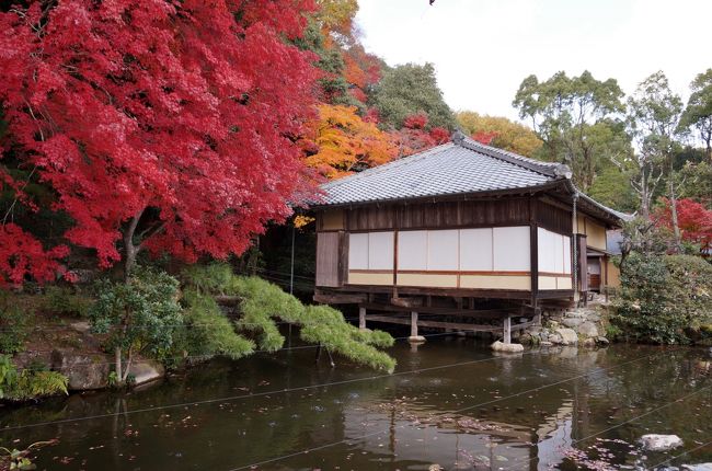 最上山公園もみじ山に続いて龍野公園へ。龍野公園は鶏籠山麓に広がる面積約4.7haの公園で春は桜、秋は紅葉の名所として知られている。<br />公園内の茶室「聚遠亭」や藩主脇坂家の「御涼所」周辺の紅葉がちょうど見頃。見事な景観で大満足の一日でした。