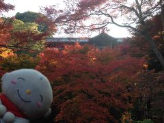 京都の紅葉めぐりに行って来た。2014.11月