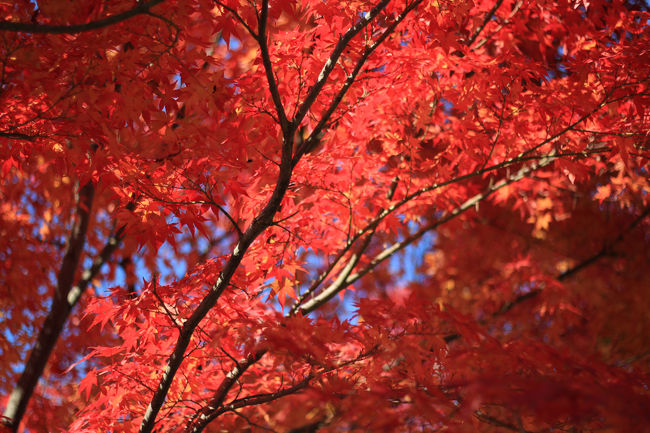 箕面の滝へ初めて行きました＾＾<br />紅葉も進んでいて良かったですよ〜！<br />平日にも関わらず観光客が沢山いらっしゃいました。