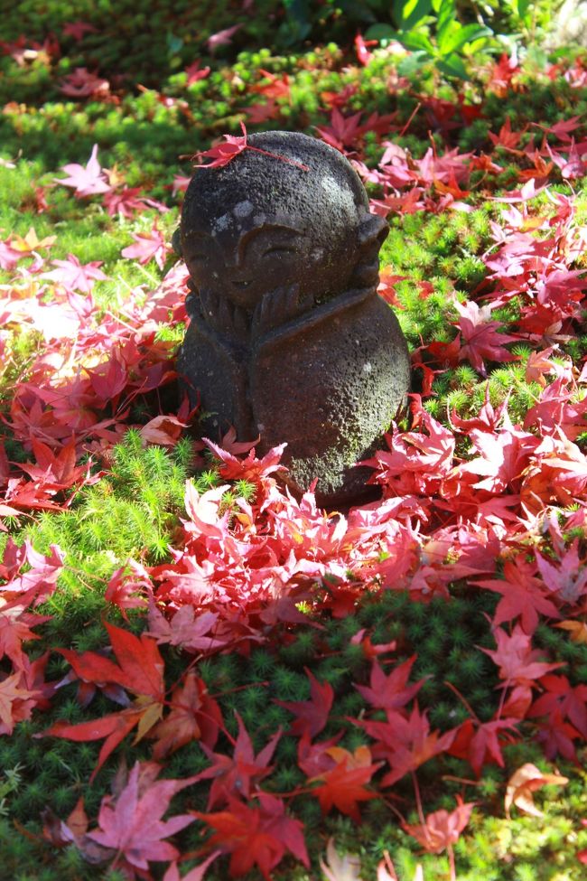 旅行記が前後しますが、今回の旅行で一番に行った所は「圓光寺」です。<br />夏にも訪れて新緑眩しい紅葉も堪能しましたが、秋の紅葉もそれはそれは<br />素晴らしかったです。