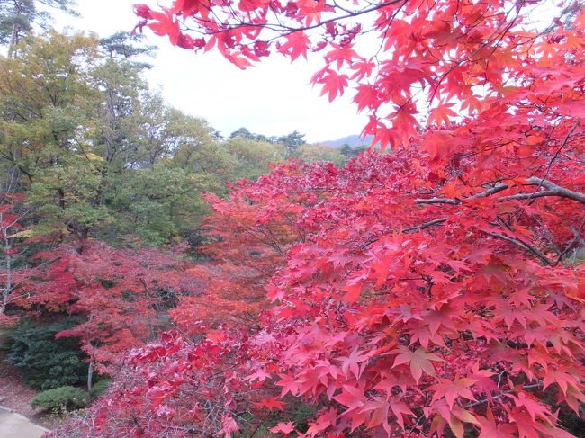 紅葉を見に弥彦へ出発。<br />こんな真っ赤な紅葉を見たのは初めてかも。<br />紅葉を見に来たお客さんがたくさんいて、弥彦駅前の駐車場は満車。<br />しばらく待って、係のおじさんに案内され駐車。<br />いざ、弥彦公園へ。<br />一度、紅葉を見に来た時あったけど、まだ真っ赤じゃなかったから、今日は楽しみ楽しみ。<br />凄いよ、もみじ谷。<br />紅色の景色を堪能した週末でした。