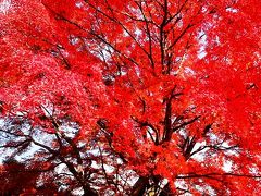 岡城の紅葉2014