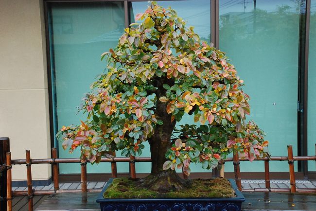 江戸の大名屋敷などの庭造りをしていた植木職人や明治の盆栽専門職人が、関東大震災を契機に壊滅した東京から盆栽育成に適した土壌の大宮へ移り住んできました。<br /><br />大宮盆栽美術館では盆栽を展示し、盆器、水石、絵画資料、歴史・民俗資料などを公開しています。<br />