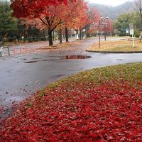 岡山大学構内の紅葉八景（2014年版　位置情報つき）