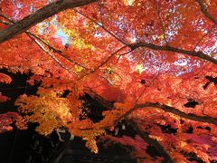 2014錦秋♪京都で紅葉狩り＜第1日＞&#28041;成園→下鴨神社→真如堂→法然院→安楽寺