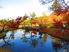 チョコット！奈良公園まで散歩、紅葉が綺麗でしたよ～。＾０＾/