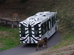 随分と久しぶりに多摩動物公園のライオンバスに乗って来ました。