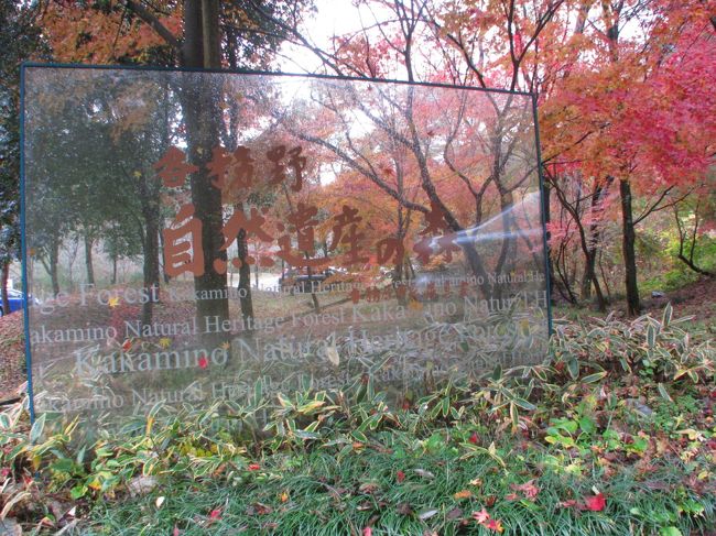 朝から大粒の雨でも紅葉が見たくてドライブ<br /><br />各務ヶ原　各務野　自然遺産の森〜<br /><br />美濃市　ユネスコ無形文化遺産の本美濃紙