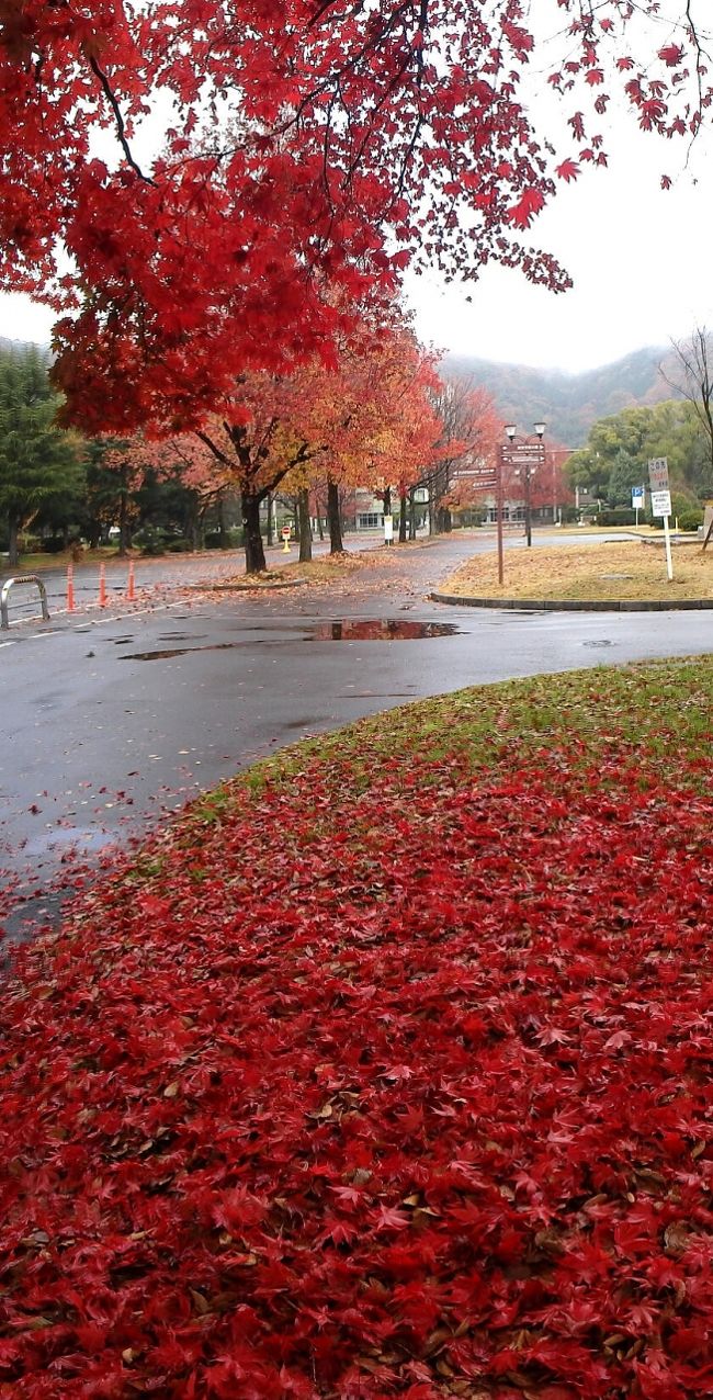 岡山県南部の紅葉スポットというと、後楽園、近水園、閑谷学校、みやま公園などが知られていますが、岡山大学構内でもそれらに引けを取らない紅葉が見られます。<br />2014年10月下旬から12月までの紅葉を、以下の８スポットに分けてアルバムにしてみました。（12月の写真は追加予定）<br />【第一景】津島北キャンパス時計台前（岡大西門〜図書館前）<br />【第二景】津島北キャンパス文法経講義棟西側（文学部西、文法経グラウンド付近）<br />【第三景】座主川（大学構内を流れる用水路）遊歩道<br />【第四景】岡大・東西通り（ケヤキ、ハナミズキ、アメリカフウ）<br />【第五景】津島東キャンパス（岡大石庭、一般教育棟周辺）<br />【第六景】岡大・南北通り（イチョウ）<br />【第七景】津島西キャンパス　本部棟、農学部前（カイノキ、イチョウ並木）<br />【第八景】半田山（岡大構内の北側にある山。ここも大部分は岡大の敷地です）<br /><br />なお、私の行動範囲が限られているため、津島北キャンパスの工学部、教育学部、環境理工学部付近の紅葉はチェックしておりません。