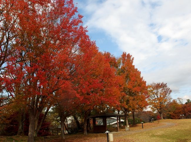 瀬戸陶磁美術館<br /><br />縄文時代から現在に至るやきものの歴史を伝える貴重な文化遺産や、海外陶磁器、現代作品などを収集・展示する日本最大級の窯業資料館。作陶体験ができる陶芸館、作家の器でお茶を楽しめる茶室も魅力です。<br /><br />アクセス<br />尾張瀬戸駅から名鉄バス愛・地球博記念公園方面「陶磁資料館」下車（土曜休日のみ）<br />愛知環状鉄道八草駅からリニモ（東部丘陵線）陶磁資料館南駅下車北へ徒歩600ｍ　<br /><br />名古屋市美術館<br /><br />愛知県名古屋市中区の白川公園内にある美術館で、1988年（昭和63年）4月22日に開館。<br /><br />建物は建築家黒川紀章の代表作として名高い。地元出身でもある黒川が、名古屋城や大須観音、熱田神宮など名古屋の伝統的な建築物の意匠を随所に取り入れている。<br /><br />アクセス<br /><br />地下鉄東山線・鶴舞線「伏見」下車、5番出口から南へ徒歩８分<br />地下鉄鶴舞線「大須観音」下車、2番出口から北へ徒歩７分<br />地下鉄名城線「矢場町」下車、4番出口から西へ徒歩10分<br /><br /><br />駐車場はありません。<br /><br />豊田市美術館の企画で、瀬戸陶磁美術館と名古屋市美術館見学ツアーがあって、参加費はたったの１０００円。<br />両館の入場料も込み込みの、おいしい企画に飛び乗りました〜<br /><br />30名様に夫婦でうまく乗っかって、お得で楽しい１日を過ごせました。<br />そして、紅葉もね。<br /><br />表紙は、瀬戸美術館の紅葉。<br /><br />