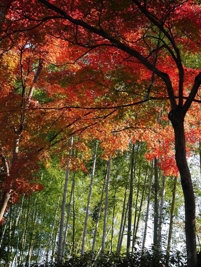 【オカンと行く！　京都 ・ 世界遺産 高野山の旅】　1/3作目　　京都編