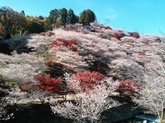 豊田市・小原の四季桜