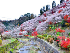 14紅葉 13 小原四季桜まつり 川見四季桜の里 愛知県の旅行記 ブログ By 風に吹かれて旅人さん フォートラベル 14紅葉 13 小原四季桜まつり 川見四季桜の里 愛知県の旅行記 ブログ By 風に吹かれて旅人さん フォートラベル