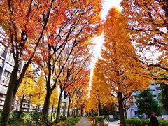 早稲田大学理工学部いちょう通り・戸山公園の紅葉