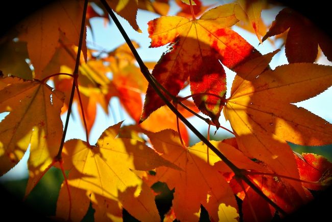 桜は吉野が有名ですが、紅葉は？さて？<br />調べたところ「奈良県で一番人気の紅葉の名所」らしい【談山神社】へもみじ狩り♪<br /><br />シーズン限定で、談山神社ー吉野間に連絡バスが出ていたため、吉野へも足をのばします。<br />吉野編（後半）はコチラ<br />http://4travel.jp/travelogue/10957470<br /><br />JR奈良ー桜井（30分）￥320<br />バス桜井駅前ー談山神社（乗車30分／下車：散策）￥490<br />ーバス吉野（乗車30分／下車：散策）￥1000<br />近鉄吉野ー（橿原神宮・西大寺）近鉄奈良（乗換2回乗車90分）￥850（特急+￥900<br /><br />談山神社（拝観料￥500<br />http://www.tanzan.or.jp/<br />バス<br />http://www.narakotsu.co.jp/rosen/rinji/2014autumn_tanzan.html<br />吉野<br />http://www.yoshinoyama-sakura.jp/<br />吉野ー多武峰バス<br />http://www.yokb315.co.jp/kotsu_aki.htm