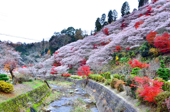 早朝から、第59回　香嵐渓もみじまつりに行ってから<br />http://4travel.jp/travelogue/10957983<br />午前11時に、足助を出て飯田街道北上して<br /><br />旭町から県道19号から国道東濃行きに入り工事で通行止め<br />狭い狭い道を教えて頂いて<br />大分時間は取られたが、小原四季桜まつりへ向かって<br />第４会場　川見四季桜公園へカメラ仲間を連れて到着。<br /><br /><br />■■■■■■■　2014　紅葉散策　■■■■■■■■■■■■■　　　<br /><br />2014紅葉（1） 花フェスタ記念公園で晩秋紅葉を探して<br />http://4travel.jp/travelogue/10951733<br />2014紅葉（2） 紅葉前線を探して「飛騨美濃せせらぎ街道」<br />http://4travel.jp/travelogue/10951194<br />2014紅葉（3） 大垣・円興寺＆多治見・虎渓山永保寺の紅葉<br />http://4travel.jp/travelogue/10960825<br />2014紅葉（4） 紅葉の名所・湖東三山の一つ　百済寺<br />http://4travel.jp/travelogue/10953458<br />2014紅葉（5） 知る人ぞ知る紅葉の名所　東光寺<br />http://4travel.jp/travelogue/10953157<br />2014紅葉（6） 清竜寺徳源院から米原・三島池の紅葉<br />http://4travel.jp/travelogue/10953857<br />2014紅葉（7） 今年は違う横蔵寺の紅葉<br />http://4travel.jp/travelogue/10955362<br />2014紅葉（8） 雄日ヶ丘公園の銀杏と紅葉＆松尾池オシドリと紅葉<br />http://4travel.jp/travelogue/10954723<br />2014紅葉（9） 湖北の鶏足寺・石道寺・そして意冨布良神社の紅葉<br />http://4travel.jp/travelogue/10955989<br />2014紅葉（10）日撫神社の紅葉と平成26年度 花嫁行列と長持唄<br />http://4travel.jp/travelogue/10959321<br />2014紅葉（11）リトルワールドの紅葉とハンガリー・サーカス<br />http://4travel.jp/travelogue/10958207<br />2014紅葉（12）東海一の紅葉...香嵐渓もみじまつり<br />http://4travel.jp/travelogue/10957983<br />2014紅葉（13）小原四季桜まつり 　川見四季桜の里<br />http://4travel.jp/travelogue/10957106<br />2014紅葉（14）名古屋の奥座敷・定光寺の紅葉<br />http://4travel.jp/travelogue/10957644<br />2014紅葉（15）紅葉を愛でながら博物館明治村散策<br />http://4travel.jp/travelogue/10958809<br />2014紅葉（16）教林坊の紅葉と庭園<br />　　　　12/7の前日大雪のため早朝行けず教林坊の紅葉を断念<br />　　　　　去年の見事な教林坊の紅葉と庭園<br />　　　　　　　http://4travel.jp/travelogue/10838457<br />■■■■■■■■■■■■■■■■■■■■■■■■■■■■■■