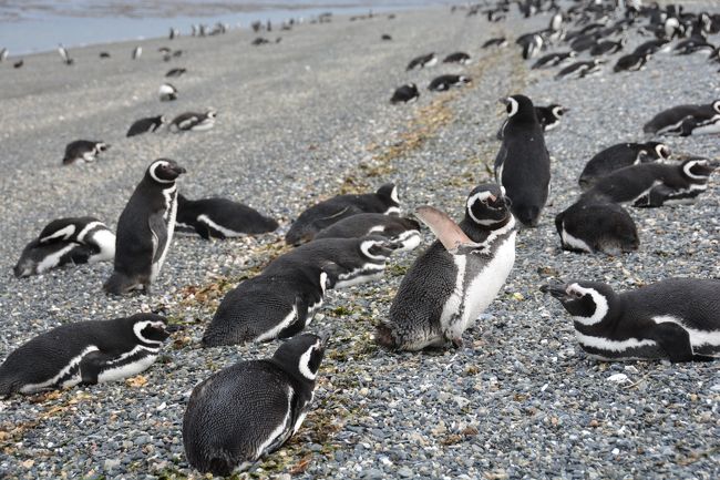 最南端の街は、彩りが素敵な町並みに少し寒い潮風が心地よく吹いている。ペンギンツアーやナショナルパークを訪れた4日間。