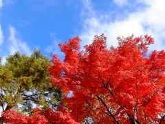 ゆらゆらと歩いた晩秋の昭和記念公園