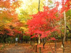 ’１４　埼玉県：平林寺の紅葉２