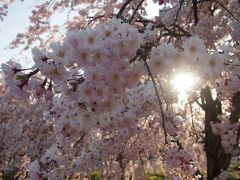 織姫神社や織姫公園の桜など