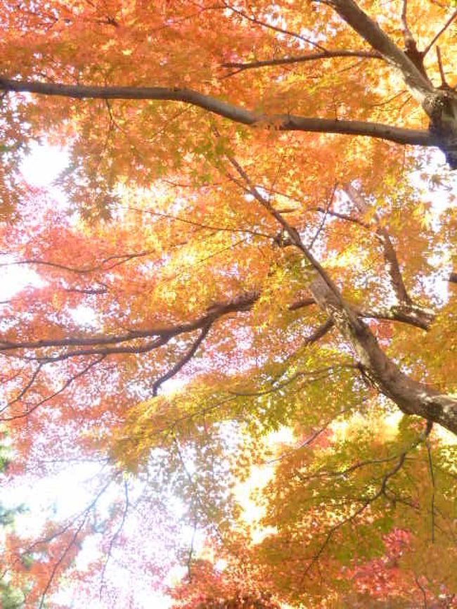 ２０１４年１１月２８日（金）<br /><br />三朝温泉の旅館を探していて、ふと奥津温泉の良さそうな宿に出くわした。<br />どれは「奥津荘」、さっそく電話をかけてみると、素朴さを感じ、直ちに予約する。<br /><br />奥津温泉は岡山県津山の東北隣り、津山乗換ならば、大阪梅田から毎時一本以上、二時間数十分の行程。意外と便利。<br />大阪難波からならば、横三列のユッタリバスで、乗り換えなしで行ける。<br /><br />私はハンドルを握り、久々の中国道を懐かしみながら走る。<br />ＳＡやＰＡが賑やかになっていて、それぞれの個性を発揮。ドライブの楽しみが増えた。<br />１５０キロ。普通は３時間足らずと言われるが、私はＳＡやＰＡを味わいながら、４時間半で走った。天候は快晴。<br /><br />奥津荘へは２時に着いたが、３時のチェックインまで１時間あり、近くを見回る。<br />まずは、目の前の歴史資料館。<br />戦時中の記録が面白かったが、驚いたのは歴史の古さだった。<br /><br />「鏡野町の年表」によれば、この町の恩原にヒトが現れるのは、２万２千年前。<br />竹田縄文遺跡で住居が造られるのは、７千年前。<br />鏡野町は、面積４００平方キロ、人口１．２万人の、山間の町だが、明治初年にはほぼ６０もの村が独立していた。<br />驚くことが多かった。<br /><br />受付に座っているおじさんに「とても感動したが、外国語の案内がほしいですね」と話したら「まだ外国人は来ないですよ」と、そっけなかった。<br /><br />次に訪ねた「道の駅」に、個性豊かな商品が見かけられ、出会う人が皆素朴でやさしい。<br />同じやさしさでも、東北の重厚なやさしさに比べ、気楽さを感じさせる。<br />性格の差は、気候の差から生まれるのだろう。<br /><br />こうした地元の人の個性は、日本の各所において優れていて、ここに来る人たちにどれほどの魅力を伝えるか計り知れない。<br />特に外国人に訴えるものは大きいだろう。<br />訪問者とやさしく接することは、土地の魅力を何倍にも増幅する。<br />これからの地域開発の、大きな要素だろう。<br /><br />軽くて手頃な竹の杖３００円、赤ん坊の頭くらいに大きい特産の梨「あたご」を買う。<br />竹の杖は逆さに使えばよい加減にヘッドが効いていて、室内野球のバットに使えそうだ。<br /><br />通された２階の奥の角部屋「銀杏」は、東が吉井川に面していた。<br />幅数十メートルの可愛い川だが、全幅が浅瀬の感じで、水と石が奏でるささやきが、何物にも代えられないやさしい雰囲気を醸してくれる。<br /><br />南にはちょっとした空き地があり、大きな銀杏の木が枝を広げて立っている。<br />夜はライトアップされ、黄金に輝くそうだ。<br /><br />旅装を解くのももどかしく、風呂に行く。<br />風呂は大浴場が２か所のほか、貸し切り浴場が３か所もあって、いずれも２４時間。<br />貸切風呂は予約不要で、空いていればいつでも入ることができる。<br /><br />2014.11.30片瀬貴文記<br /><br />表紙写真は南禅寺順正（２０１１撮影）のものです