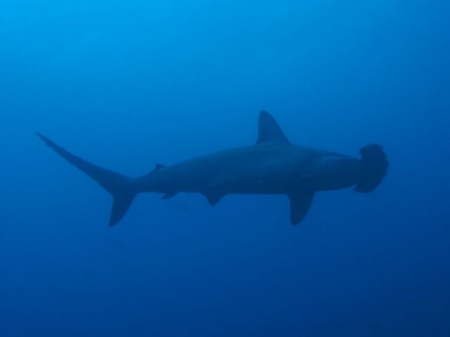 大物好きのダイバーなら一度は潜ってみたいコスタリカのココ島。<br />特にハンマーを見るなら世界一の海らしい。<br /><br />コスタリカの本土から約５５０キロの位置にあるココ島。当然クルーズでしか潜れないこの海は、旅行期間の長さ、ツアー料金の高さとサラリーマンには潜りたくてもなかなか潜れない海。一度でいいから、そんな海に潜りに行きたい！っと強く夢を描いていたところ遂にココ島ダイビングクルーズに参加できるチャンスを得たので行ってきました。<br /><br />今回の日程、日本発着１２日間　ダイビング５日ｘ３本とナイトダイブ２本の計１７本。５日間潜る為に前後移動が７日間ってｗ<br /><br />やっぱり‘ココ，の海は凄かった！